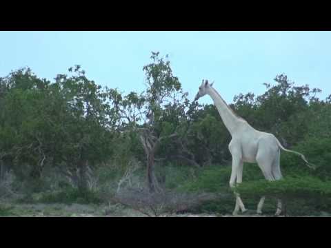 Youtube: White giraffe