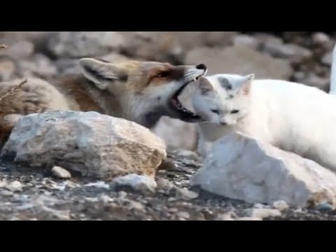 Youtube: Der Fuchs ist dabei das Kätzchen zu töten - dann zoomt der Fotograf ran ...