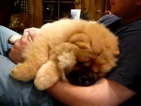 Youtube: Chow Chow Puppy Ushi #1