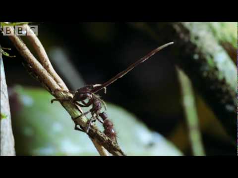 Youtube: Cordyceps: attack of the killer fungi - Planet Earth Attenborough BBC wildlife