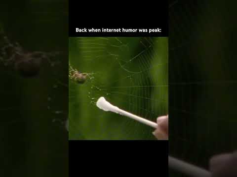 Youtube: Wish we kept it #meme #memes #nature #spider #funny #shorts