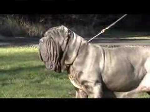 Youtube: Biggest Female Dog You will see - Ch. Nirvana Del Castellaccio