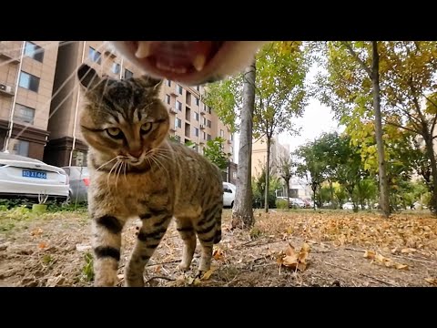 Youtube: Cat with GoPro fights and asserts dominance | Compilation Douyin