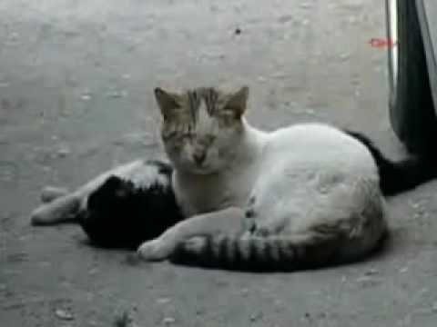 Youtube: Cat gives a cardiac massage to his dead girlfriend.