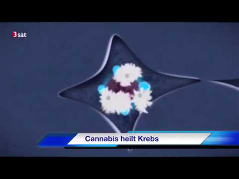 Youtube: Cannabis heilt Krebs
