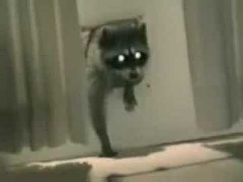 Youtube: Racoon stealing carpet