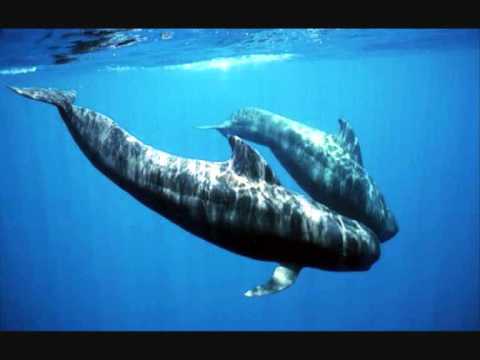 Youtube: Beautiful whale song