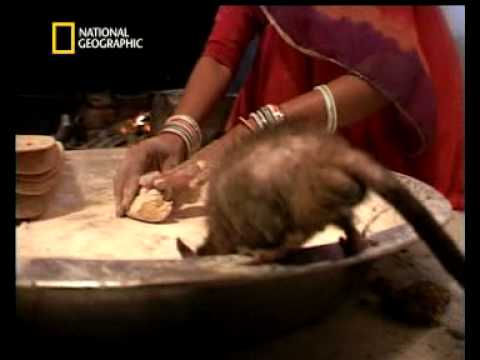 Youtube: NATIONAL GEOGRAPHIC CHANNEL DEUTSCHLAND Ratten in Indien