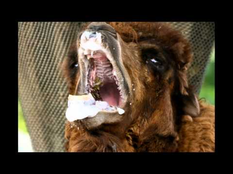 Youtube: Psyman - Rabid Camel