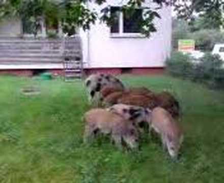 Youtube: Hilfe, Wildschweine in Boris Garten