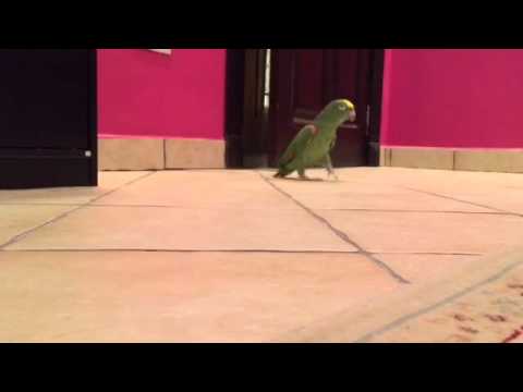 Youtube: Bird Laughs Like Super-Villain