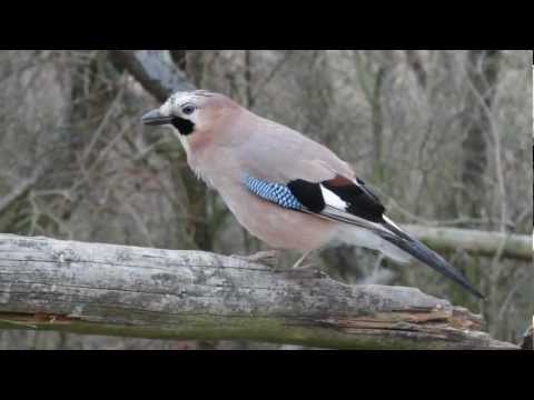 Youtube: Eichelhäher