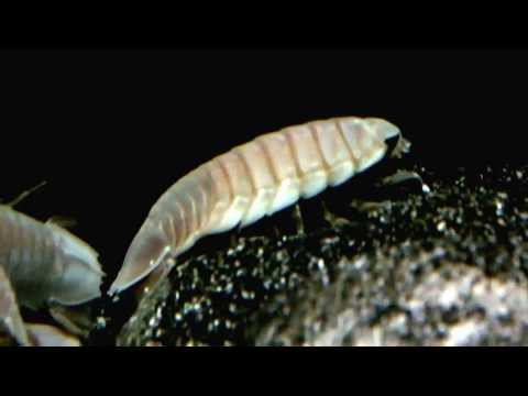 Youtube: Too Strange! Deep-sea isopod. オオグソクムシ。