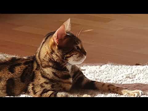 Youtube: Schreiende Bengalkatze - Drum prüfe wer sich ewig binde....