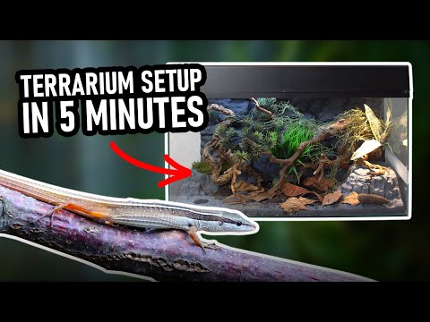 Youtube: Terrarieneinrichtung in 5 Minuten – Scape It Easy von Lucky Reptile