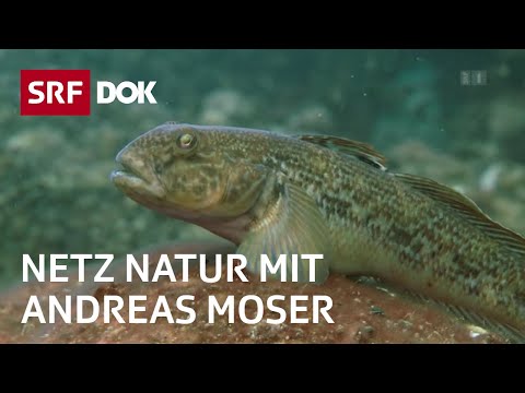 Youtube: Stimme für die Fische | NETZ NATUR mit Andreas Moser | DOK | SRF