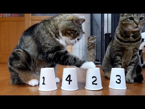 Youtube: シャッフルゲームとねこ。-Shuffle game and Maru.-