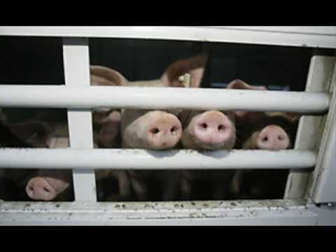 Youtube: Mike Krüger - 120 Schweine nach Beirut