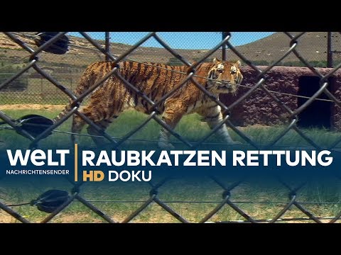 Youtube: RAUBKATZEN - Zirkus-Tiere auf dem Weg in die Freiheit | HD Doku