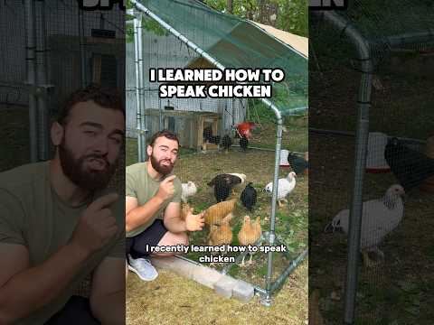 Youtube: Ich habe gelernt, mit meinen Hühnern zu sprechen