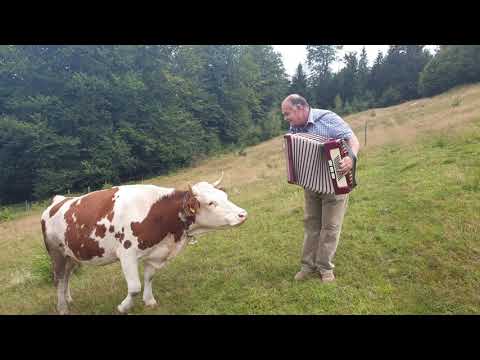 Youtube: Cow in love with accordion.
