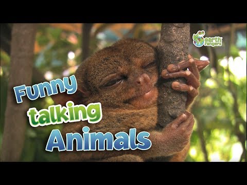 Youtube: Funny Talking Animals