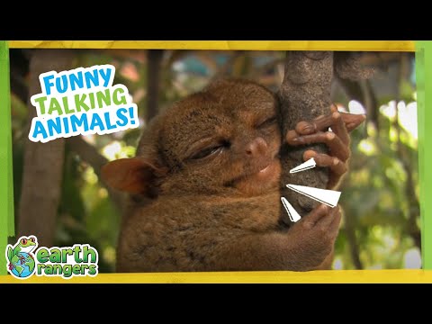 Youtube: Funny Talking Animals