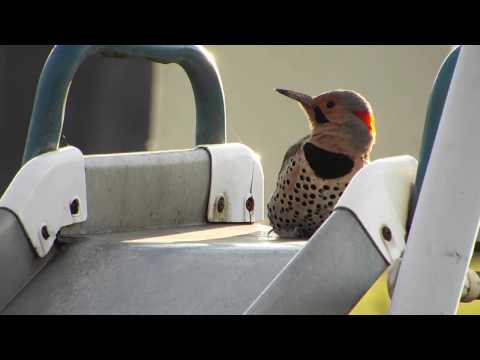 Youtube: Machine Gun Woodpecker - Flicker