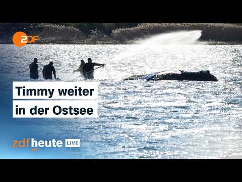 Youtube: LIVE: Buckelwal Timmy hängt immer noch in der Ostsee fest | ZDFheute live