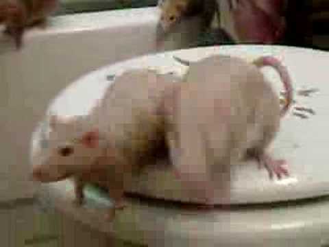 Youtube: Rat Attack