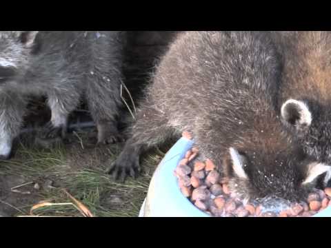 Youtube: Racoon deep eating / Енот ест с погружением