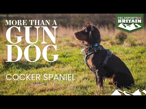 Youtube: Mehr als ein Jagdhund: der Cocker Spaniel