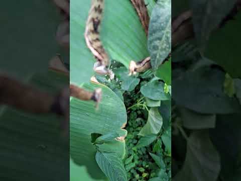 Youtube: Gefräßige Raupen 1