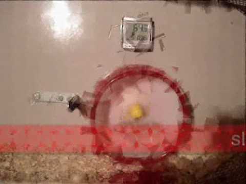Youtube: My hamster can not manage to stop spinning in his wheel