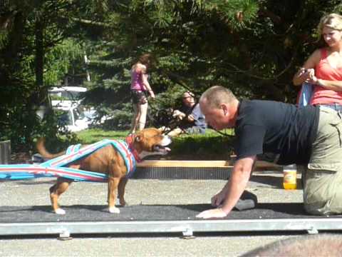 Youtube: Staffbull Emma Bee Master - weight pull - 1730 kg