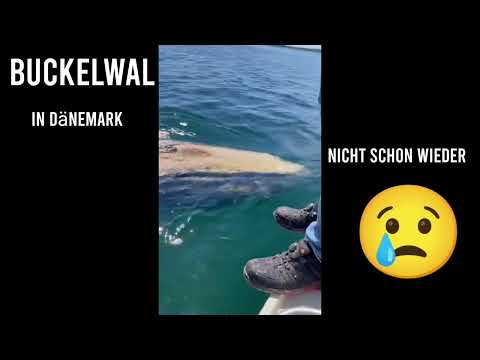 Youtube: Hartwin (Buckelwal) bei der Lillebælt Brücke in Dänemark
