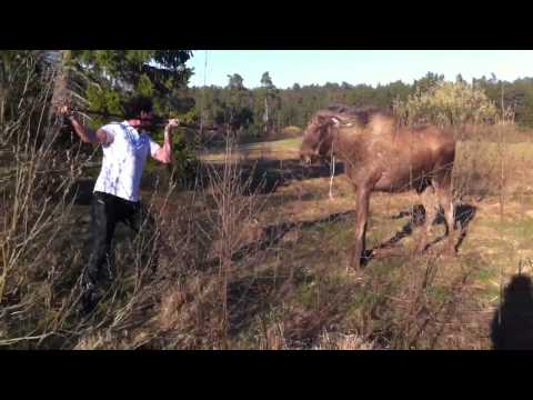 Youtube: man vs moose in sweden (the original)