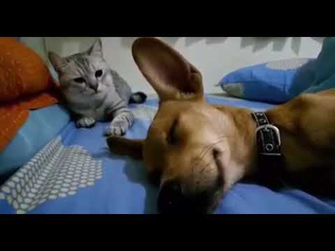 Youtube: Dog Sleep Farting Makes Cat Angry