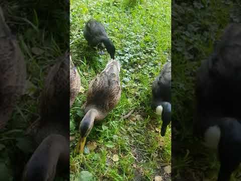 Youtube: wild ducks follow me part 1