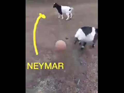 Youtube: This Goat Plays Like Neymar 😂