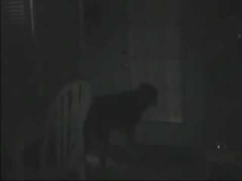 Youtube: Hund jagt Geist
