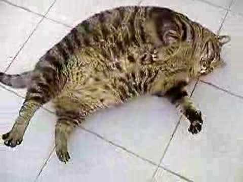 Youtube: Cico fat cat