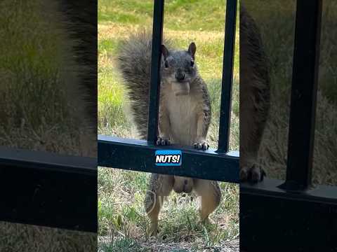 Youtube: You Won’t Believe What This Squirrel Just Said 😳