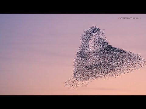 Youtube: Dutch Starling Murmuration