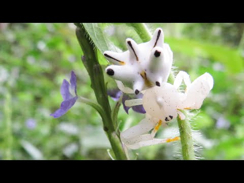 Youtube: The amazing-looking Crab Spider (Epicadus heterogaster)