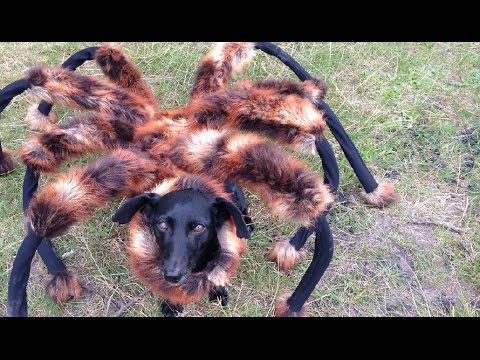 Youtube: Mutant Giant Spider Dog (SA Wardega)