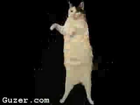 Youtube: KiTTy CaT SoNG