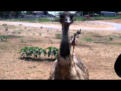 Youtube: One-Eyed Emu Attack
