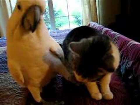Youtube: Parrot massages cat's head