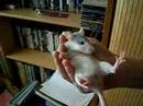 Youtube: Super calm baby rat